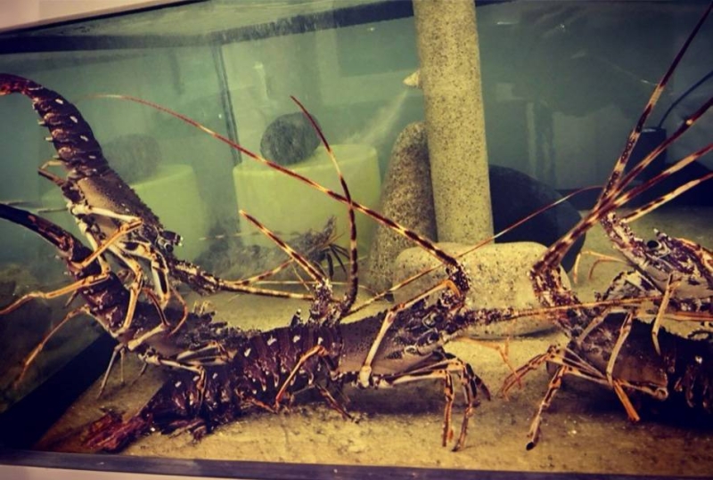 Notre cuisine - A Siesta Paillotte - restaurant CANALE-DI-VERDE - Restaurant plage Corse - bon restaurant CANALE-DI-VERDE